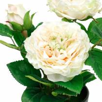 Peonia in vaso, romantica rosa decorativa, fiori di seta bianco crema