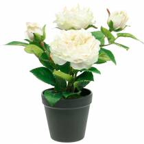 Peonia in vaso, romantica rosa decorativa, fiori di seta bianco crema