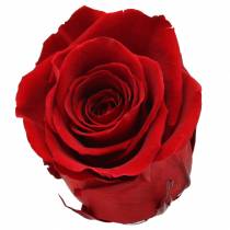Rose Infinity grandi Ø5,5-6cm rosse 6 pezzi