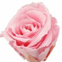 Prodotto Rose Eterne Medie Ø4-4.5cm Rosa 8 pz