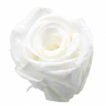 Rose stabilizzate medie Ø4-4,5cm bianche 8 pezzi