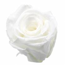 Prodotto Rose stabilizzate medie Ø4-4,5 cm bianche 8 pz