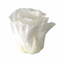Prodotto Rose stabilizzate medie Ø4-4,5 cm bianche 8 pz
