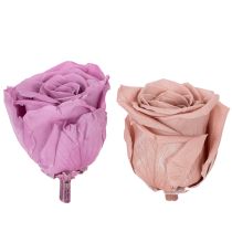 Prodotto Teste di rosa stabilizzate, regalo romantico, rose durature per occasioni speciali, 5 cm, 6 pezzi