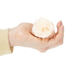 Prodotto Teste di rosa, fiori stabilizzati per eleganti composizioni floreali, 5 cm, 6 pezzi