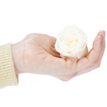 Prodotto Teste di rosa stabilizzate, decorazione da tavola resistente per un'atmosfera romantica, decorazione per matrimoni, 5 cm, 6 pezzi