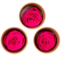 Prodotto Decorazioni di rose stabilizzate, fiori veri per decorare la tavola, fiori unici e sostenibili, 5 cm, 6 pezzi