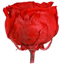 Prodotto Rose Rosse Infinity Roses Teste di Rosa Vere Rosse Ø6cm 6 pz