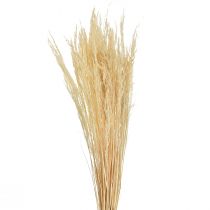 Prodotto Erba Piegata Agrostis Capillaris Erba Secca Sbiancata 65cm 80g