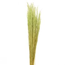 Prodotto Erba Piegata Agrostis Capillaris Erba Secca Verde 65 cm 80 g