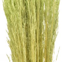 Prodotto Erba Piegata Agrostis Capillaris Erba Secca Verde 65 cm 80 g