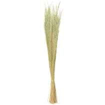 Prodotto Erba Piegata Agrostis Capillaris Erba Secca Verde 65 cm 80 g
