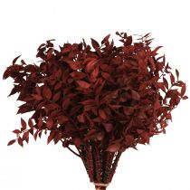 Prodotto Rami decorativi Ruscus Red essiccati sul filo 20 cm 1 mazzo