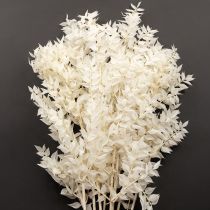 Prodotto Rami di Ruscus rami decorativi fiori secchi sbiancati 10 pz