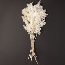 Prodotto Rami di Ruscus rami decorativi fiori secchi sbiancati 10 pz