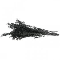 Prodotto Rami di Ruscus, rami decorativi, fiori secchi, neri, 200 g