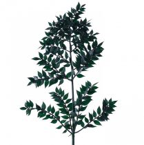 Prodotto Rami decorativi verde ruscus verde scuro 75-95 cm 1 kg