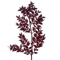 Prodotto Rami decorativi Ruscus Red essiccati rosso scuro 75-95 cm 1 kg