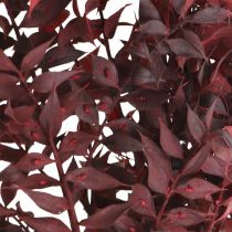 Ruscus essiccato, floristica secca, rosso mirto spinoso L58cm 30g