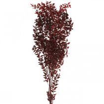 Ruscus essiccato, floristica secca, rosso mirto spinoso L58cm 30g
