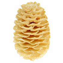 Prodotto Coni Sabulosum sbiancati 500g