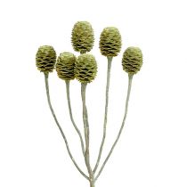 Prodotto Ramo di Sabulosum 4-6 verde satinato 25 pz