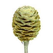 Prodotto Ramo di Sabulosum 4-6 verde satinato 25 pz