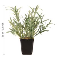 Prodotto Salvia in vaso Salvia Lavandulifolia artificiale H25cm