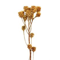 Prodotto Ramo di Salignum leucadendron chiaro fiori sul ramo 25 pz