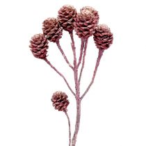 Prodotto Salignum Mora glassata 25 pz