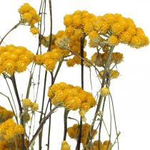Mazzo di arbusto di curry, fiore giallo essiccato, sole dorato, elicriso italiano L58cm 45g