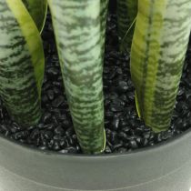 Sansevieria, fiore artificiale, fiocco di canapa in vaso H50cm Ø14cm