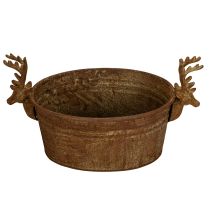 Prodotto Ciotola decorativa a forma di testa di renna, ovale, color ruggine, rustica, 41 cm