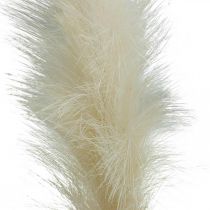 Feather Grass Cream Canna cinese Erba secca artificiale 100 cm 3 pezzi