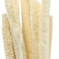 Reed deco Canna graminacee essiccata sbiancata mazzetto H60cm