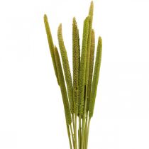 Reed cob deco Reed grappolo verde essiccato H60cm grappolo