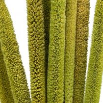 Reed cob deco Reed grappolo verde essiccato H60cm grappolo