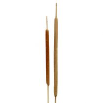 Prodotto Canna mista di canne decorative naturali 70 cm 100 pz
