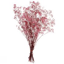 Prodotto Gypsophila panicolata erba di gesso in bacche L50cm 55g