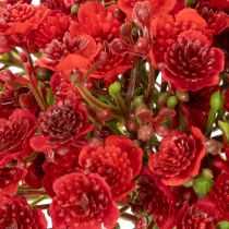 Prodotto Giardinaggio artificiale, rosso, bouquet come decorazione floreale, 30 cm, 10 pezzi