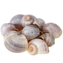 Prodotto Gusci di lumache natura 1kg