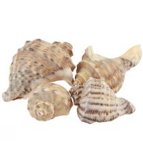 Prodotto Decorazione conchiglia di lumaca lumache di mare marrone crema 4-6 cm 300 g