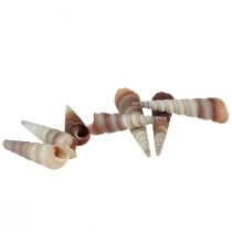 Prodotto Gusci di lumache decorative lumache di mare Turritella 4,5–5,5 cm 300 g