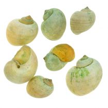 Gusci di Lumaca Verde 1kg