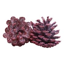 Prodotto Pigne nere decorazione naturale rossa satinata 5–7 cm 1 kg