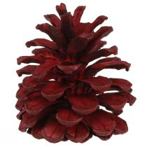 Prodotto Pigne nere Pigne decorative bordeaux rosse 6-8 cm 6 pz