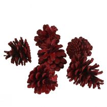 Prodotto Pigne nere Pigne decorative bordeaux rosse 6-8 cm 6 pz