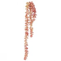 Prodotto Pianta pensile Sedum &#39;Rubin&#39; - succulenta decorativa e di facile manutenzione 43 cm 3 pezzi.