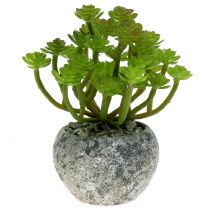 Prodotto Piante artificiali in vaso Artificiale Succulente Verde H15cm