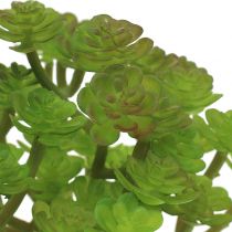 Sedum gallina grassa in vaso 15 cm